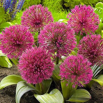 Аллиум Ред Гигант Аллиум Ред Гигант - Dolina-Sad.Ru