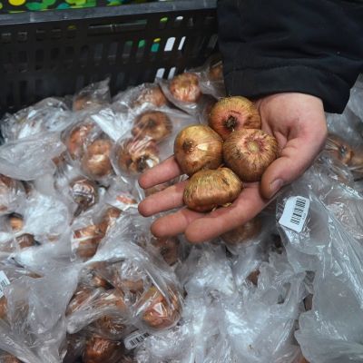 Гладиолус Пинк Гладиолус Пинк фото