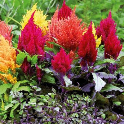 Целозия перистая Лиллипут микс Целозия перистая Лиллипут микс фото