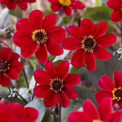 Георгина Ромео - Dolina-Sad.Ru