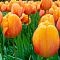 Тюльпан Блашинг Апельдорн фото