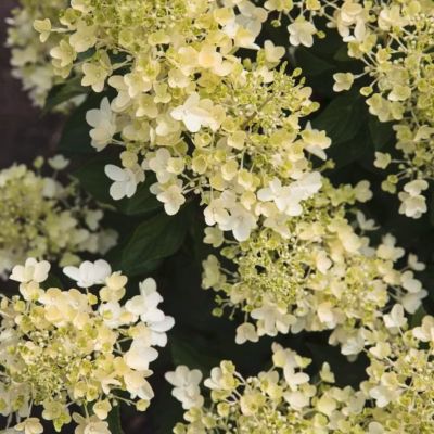 Гортензия метельчатая Милк энд Хани Гортензия метельчатая Милк энд Хани - Dolina-Sad.Ru