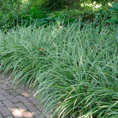 Осока Моррова Айс Денс Осока Моррова Айс Денс - Dolina-Sad.Ru