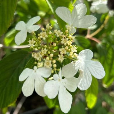 Калина складчатая Мариеси - Dolina-Sad.Ru