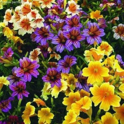 Сальпиглоссис Али Баба фото