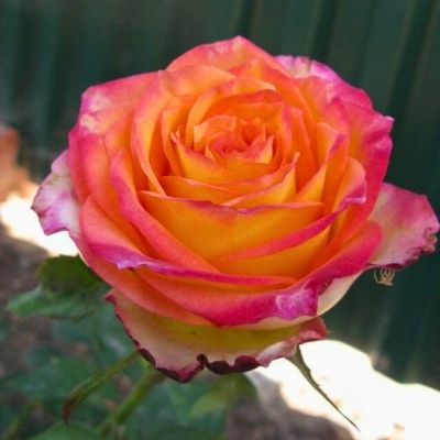 Роза Утопия - Dolina-Sad.Ru