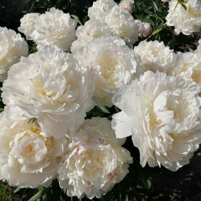 Пион Лилиан Вайлд - Dolina-Sad.Ru