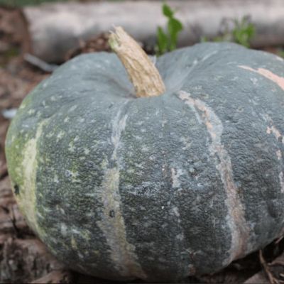 Тыква крупноплодная Мраморная Тыква крупноплодная Мраморная фото