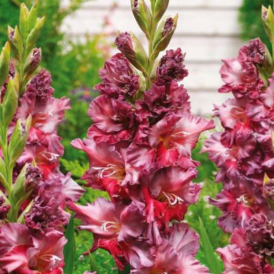 Гладиолус Ростов - Dolina-Sad.Ru