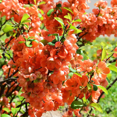 Айва Оранж Трэйл Айва Оранж Трэйл фото