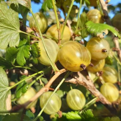 Крыжовник Берендей Крыжовник Берендей фото