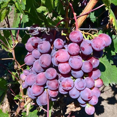 Виноград Заря Несватая Виноград Заря Несватая - Dolina-Sad.Ru