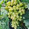 Виноград Ландыш - Dolina-Sad.Ru