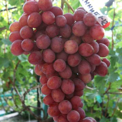 Виноград Гурман Виноград Гурман - Dolina-Sad.Ru