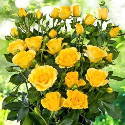 Роза Желтый Спрей - Dolina-Sad.Ru