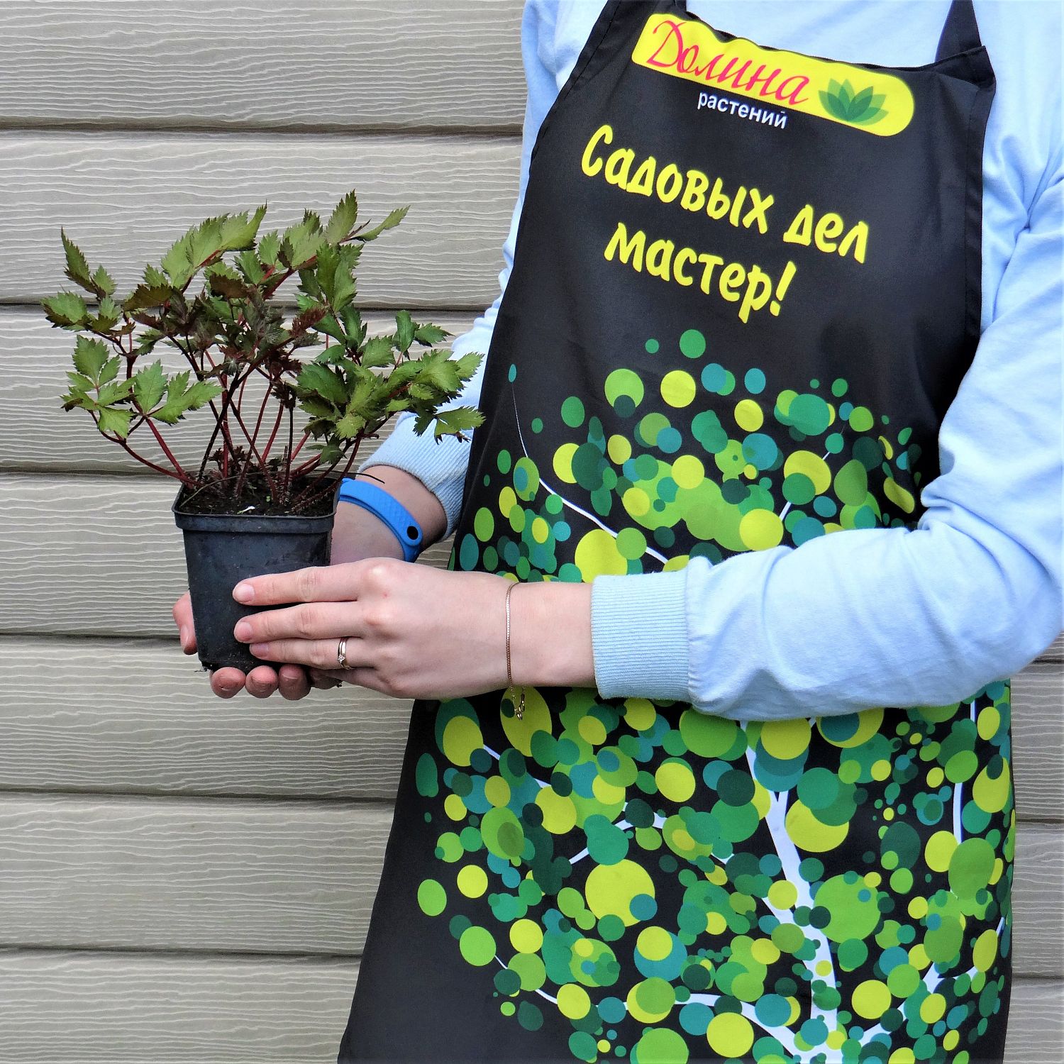 Астильба Ванесса Астильба Ванесса фото