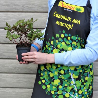 Астильба Ванесса Астильба Ванесса фото