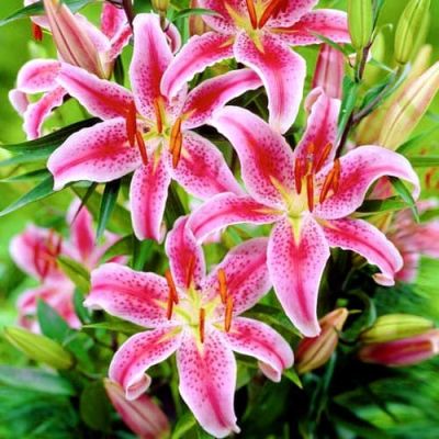 Лилия Меро Стар 2шт. Лилия Меро Стар 2шт. фото