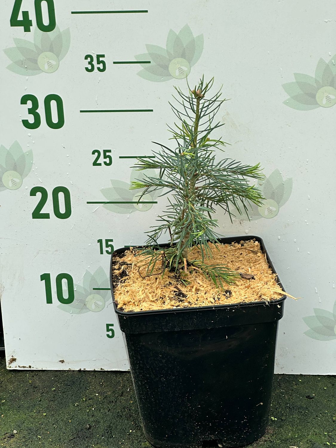 Пихта одноцветная, С3 Пихта одноцветная, С3 - Dolina-Sad.Ru