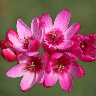 Иксия Панорама фото