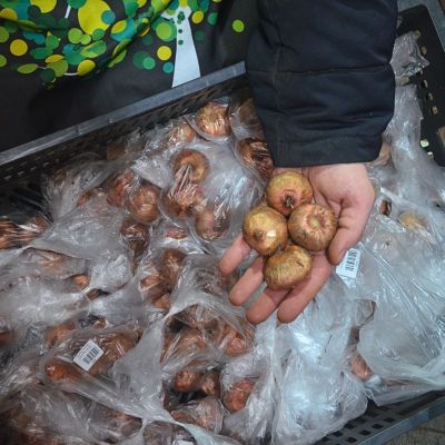 Гладиолус Эльвира Гладиолус Эльвира фото