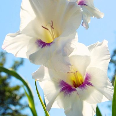 Гладиолус Хоум Каминг - Dolina-Sad.Ru