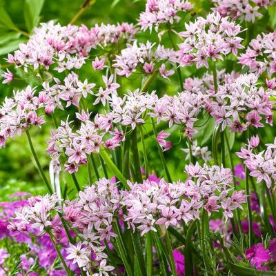 Аллиум Хамелеон Аллиум Хамелеон - Dolina-Sad.Ru