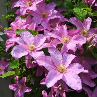 Клематис Данута Клематис Данута - Dolina-Sad.Ru