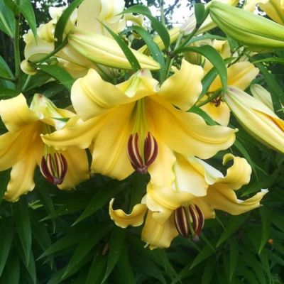 Лилия Элдорет - Dolina-Sad.Ru