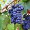 Виноград Утянис фото