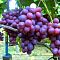 Виноград Заря Несватая Виноград Заря Несватая - Dolina-Sad.Ru