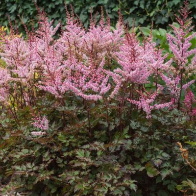 Астильба Дельт Лейс - Dolina-Sad.Ru