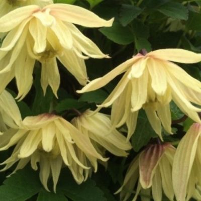 Клематис Голден дрим Клематис Голден дрим фото