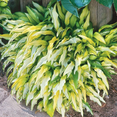 Хоста Кэбитан Хоста Кэбитан фото