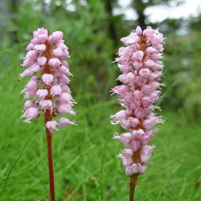 Горец живородящий , x Горец живородящий , x фото