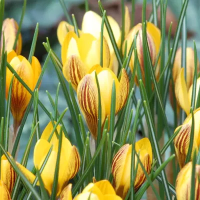 Крокус Джипси Герл Крокус Джипси Герл фото