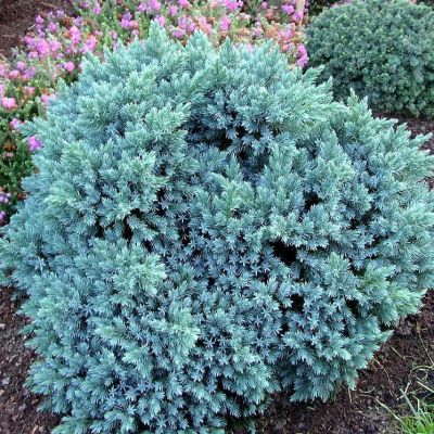 Можжевельник чешуйчатый Блю Стар Можжевельник чешуйчатый Блю Стар фото