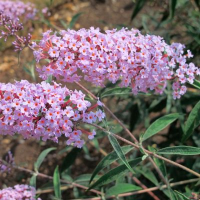 Буддлея Давида Нанхоэнсис Буддлея Давида Нанхоэнсис - Dolina-Sad.Ru