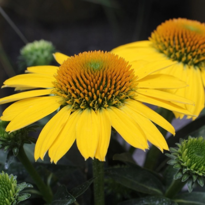 Эхинацея пурпурная Блейз Голден Еллоу Эхинацея пурпурная Блейз Голден Еллоу фото