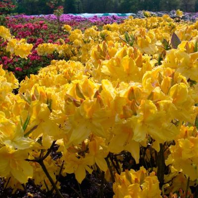 Рододендрон Лиметта Рододендрон Лиметта - Dolina-Sad.Ru