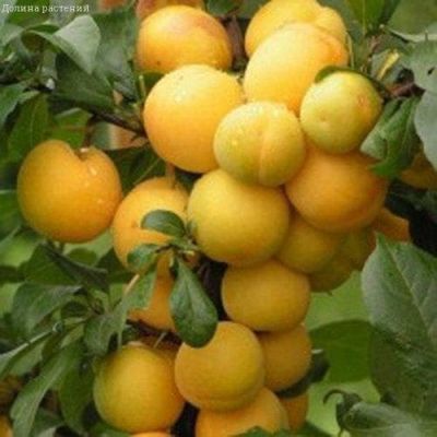 Слива диплоидная Лодва Слива диплоидная Лодва фото