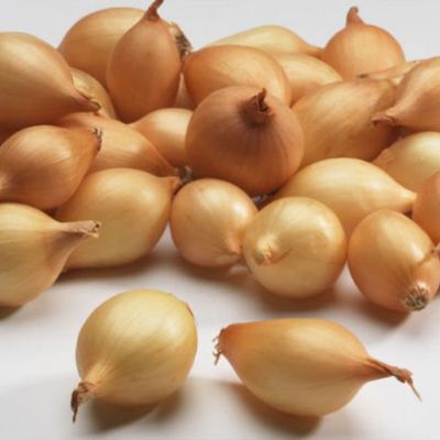 Лук-севок Коррадо (10-21мм) Лук-севок Коррадо (10-21мм) фото