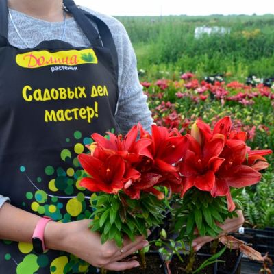 Лилия Счастливое сердце Лилия Счастливое сердце - Dolina-Sad.Ru