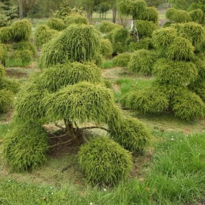 Кипарисовик Горохоплодный Филифера Нана Кипарисовик Горохоплодный Филифера Нана фото