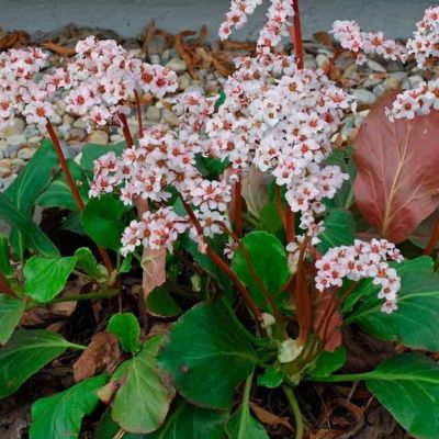 Бадан Бах - Dolina-Sad.Ru