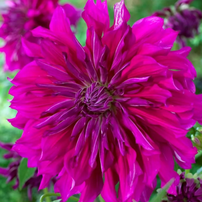 Георгина Пурпл Тахейо Георгина Пурпл Тахейо фото