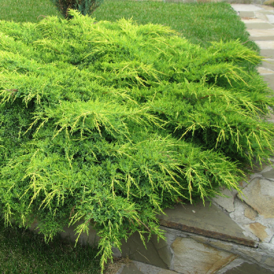 Можжевельник средний Голд Кост, С3 - Dolina-Sad.Ru