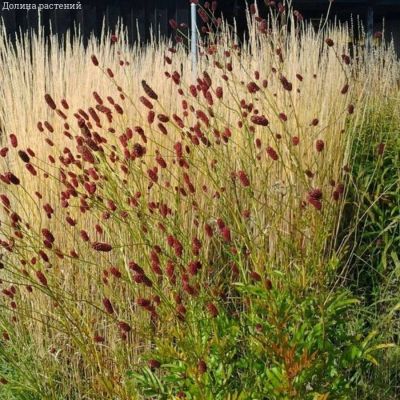 Кровохлебка лекарственная Лемон Сплэш - Dolina-Sad.Ru