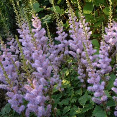 Астильба китайская Пумила Астильба китайская Пумила фото