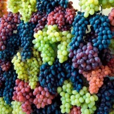 Микс виноградов Микс виноградов фото